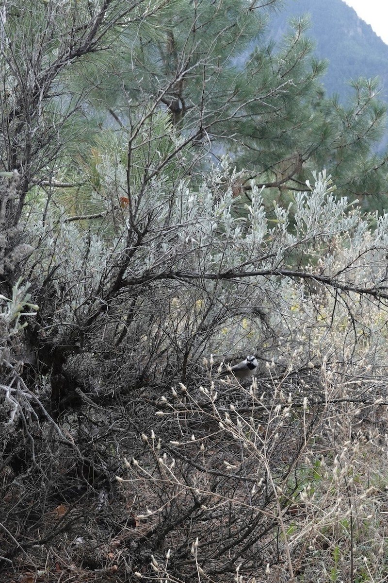 Mountain Chickadee - ML624097793