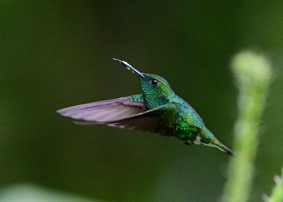 White-tailed Emerald - ML624097801