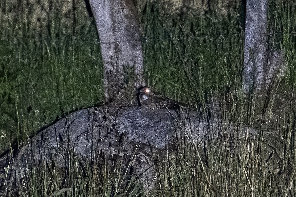 Swallow-tailed Nightjar - ML624097817