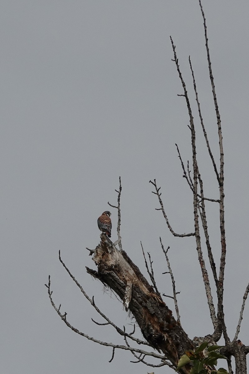 American Kestrel - ML624097818