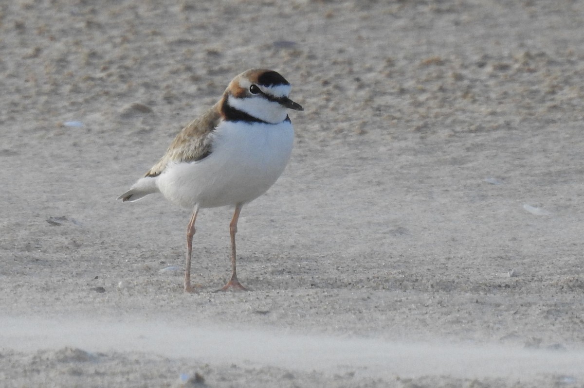 Collared Plover - Víctor Sánchez