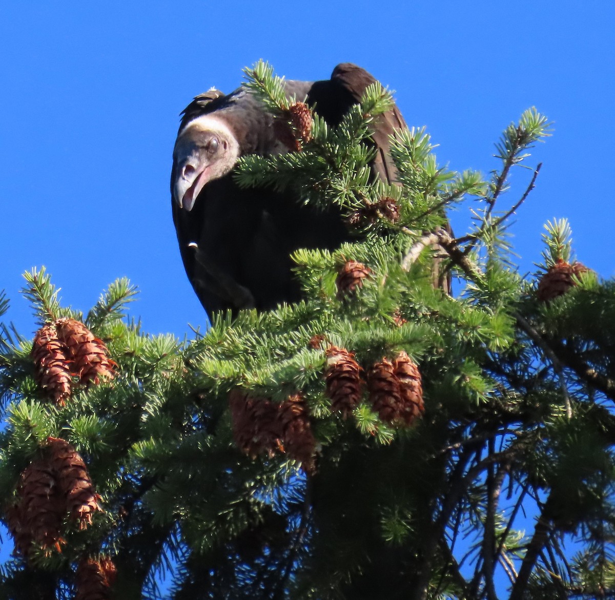 Turkey Vulture - Kathryn Clouston