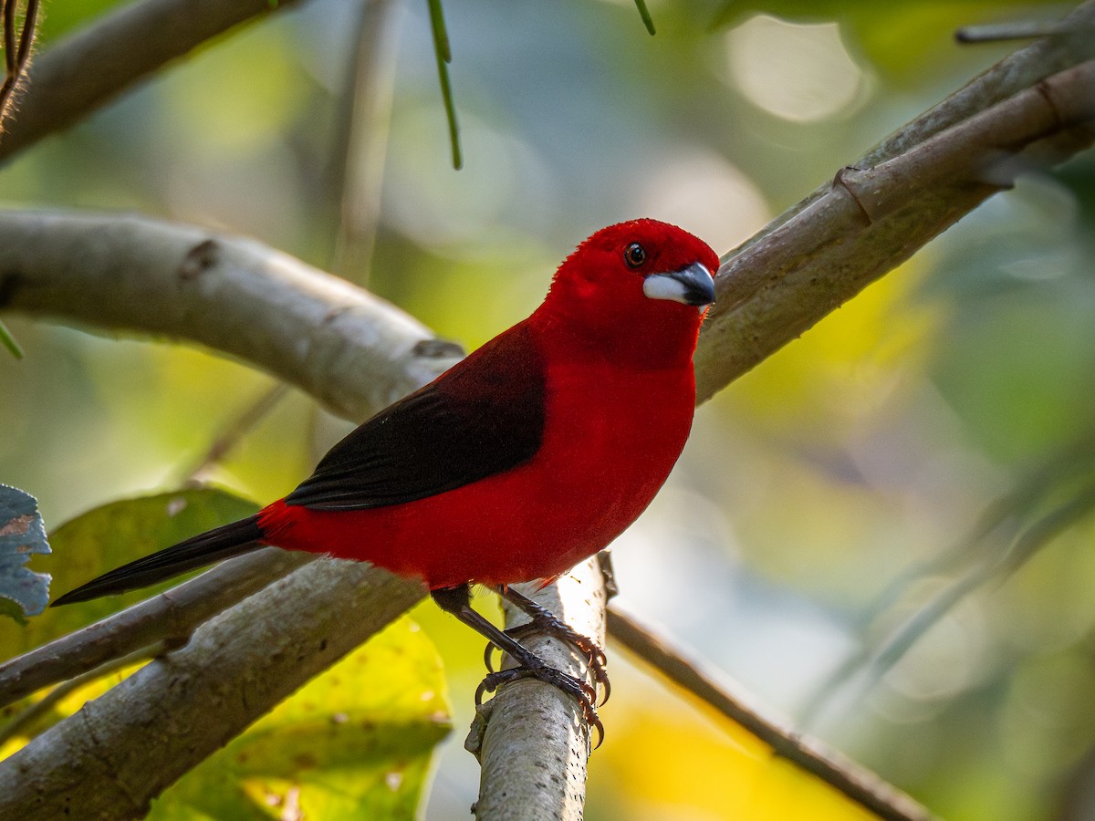 Brazilian Tanager - ML624097855