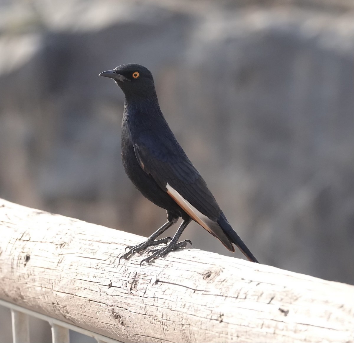 Pale-winged Starling - ML624097875