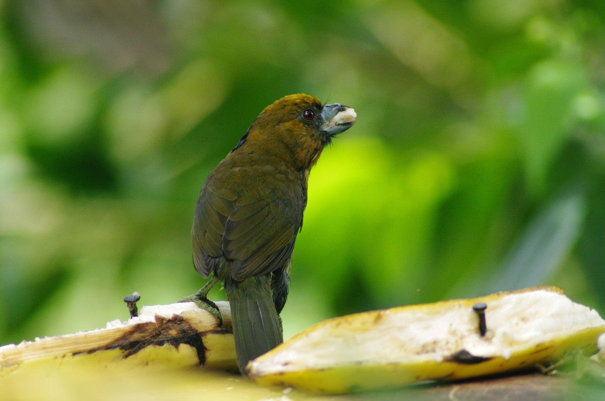 Prong-billed Barbet - ML624097882