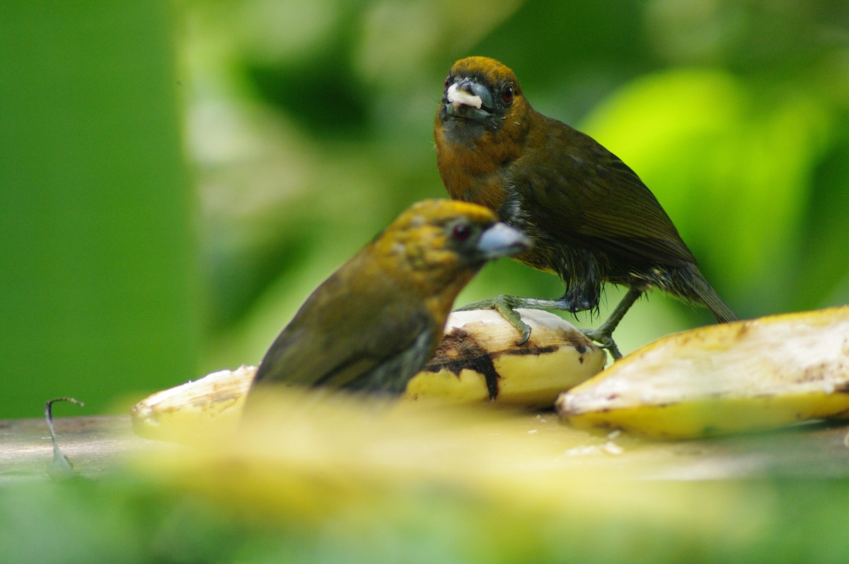 Prong-billed Barbet - ML624097883