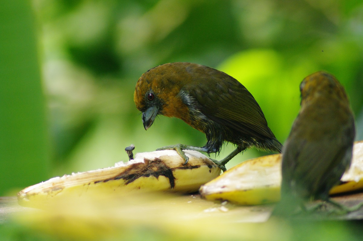 Prong-billed Barbet - ML624097884