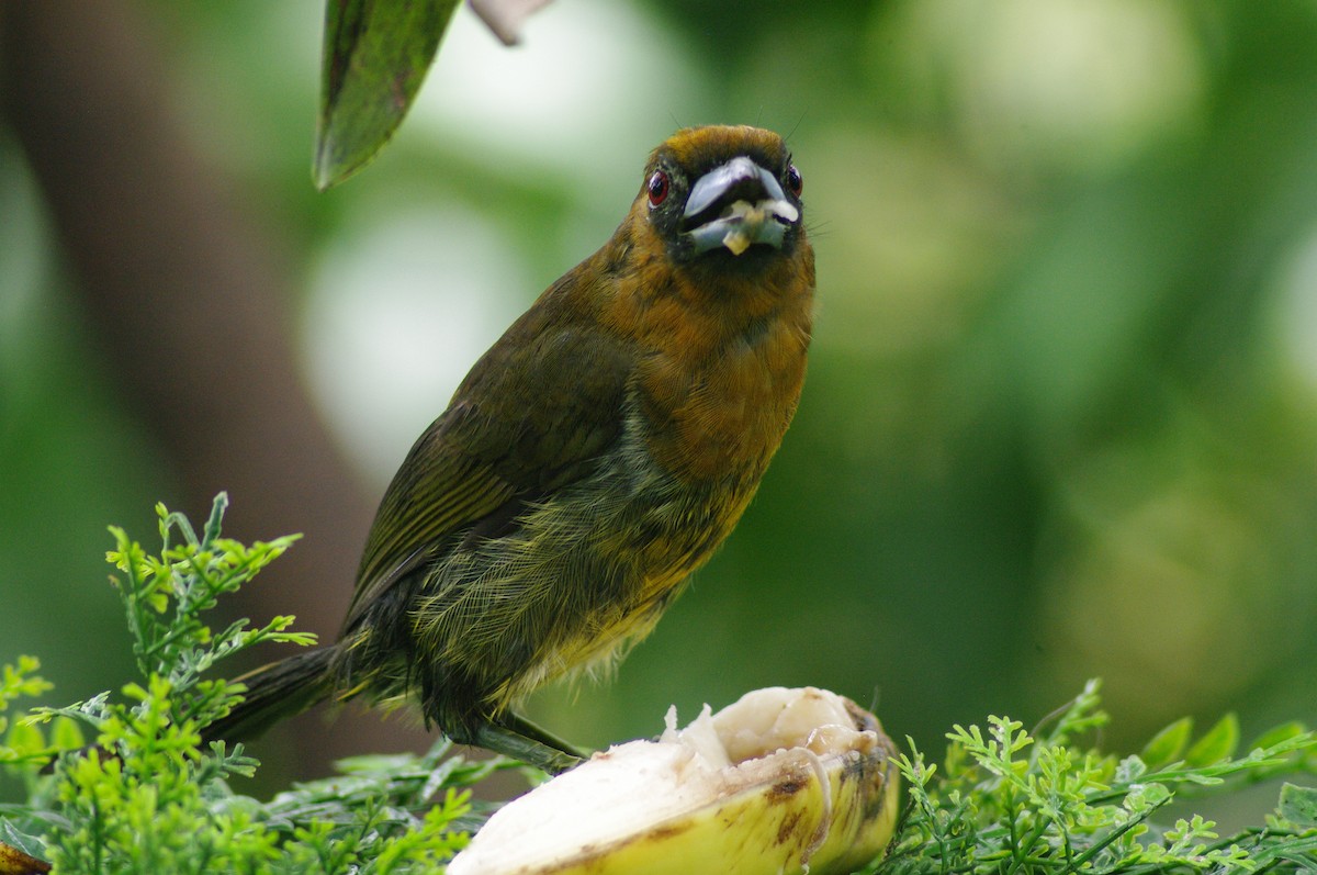 Prong-billed Barbet - ML624097887