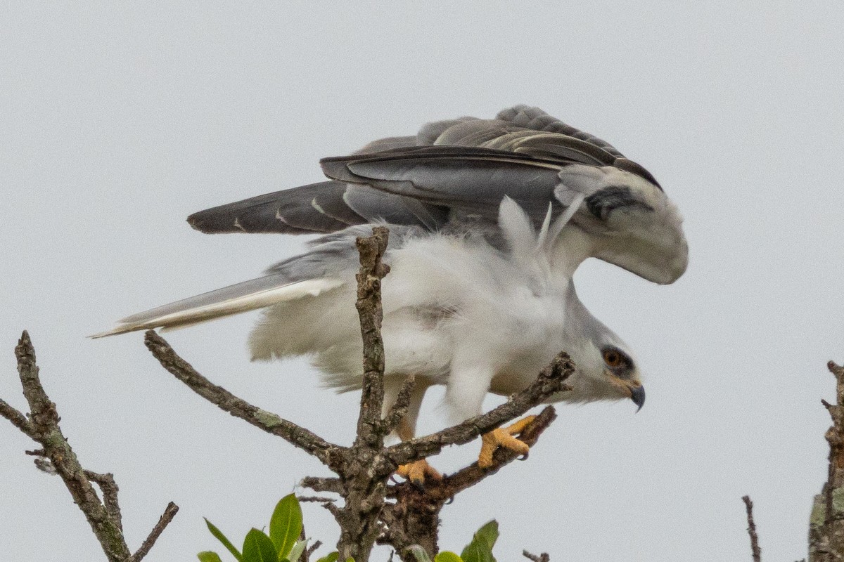 White-tailed Kite - ML624097889