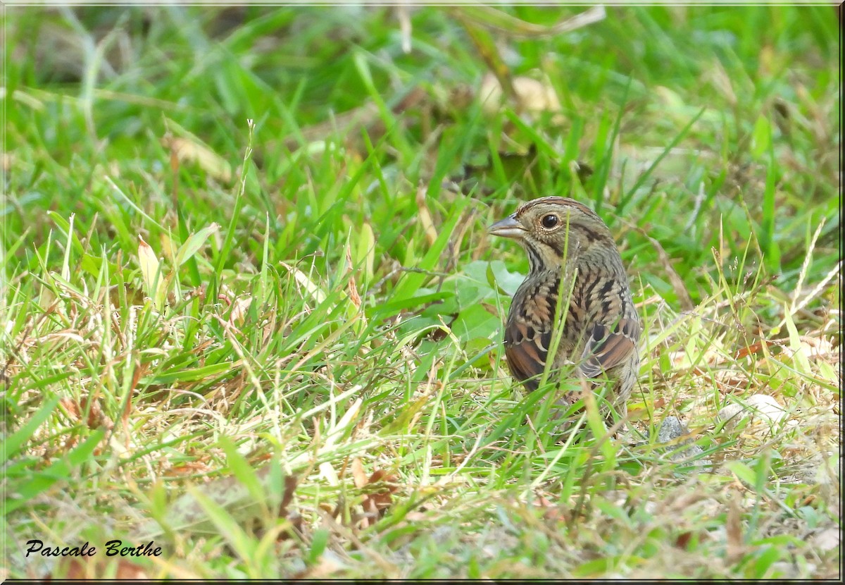 Lincoln's Sparrow - ML624097893