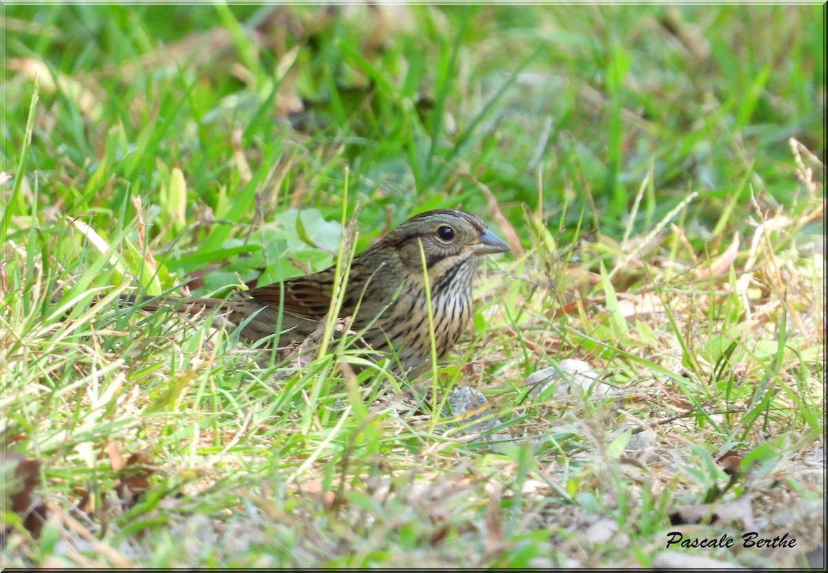 Lincoln's Sparrow - ML624097894