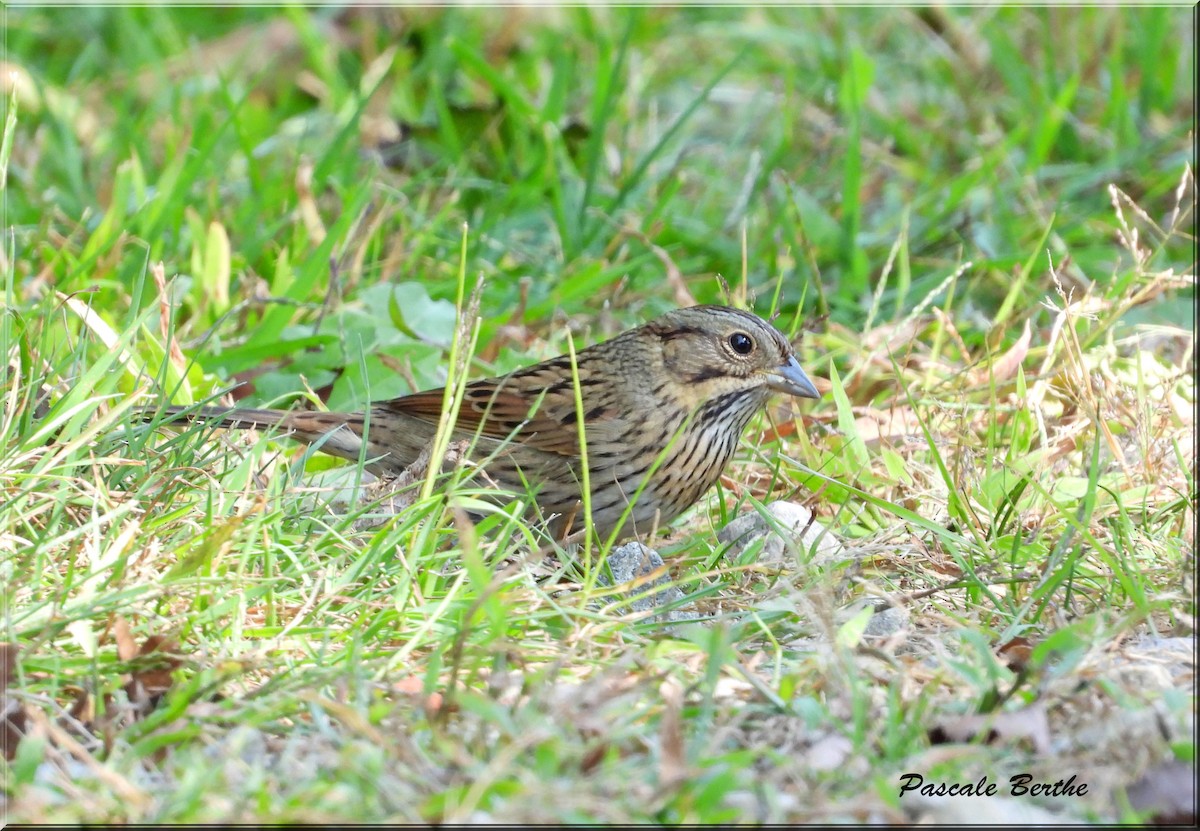 Lincoln's Sparrow - ML624097896