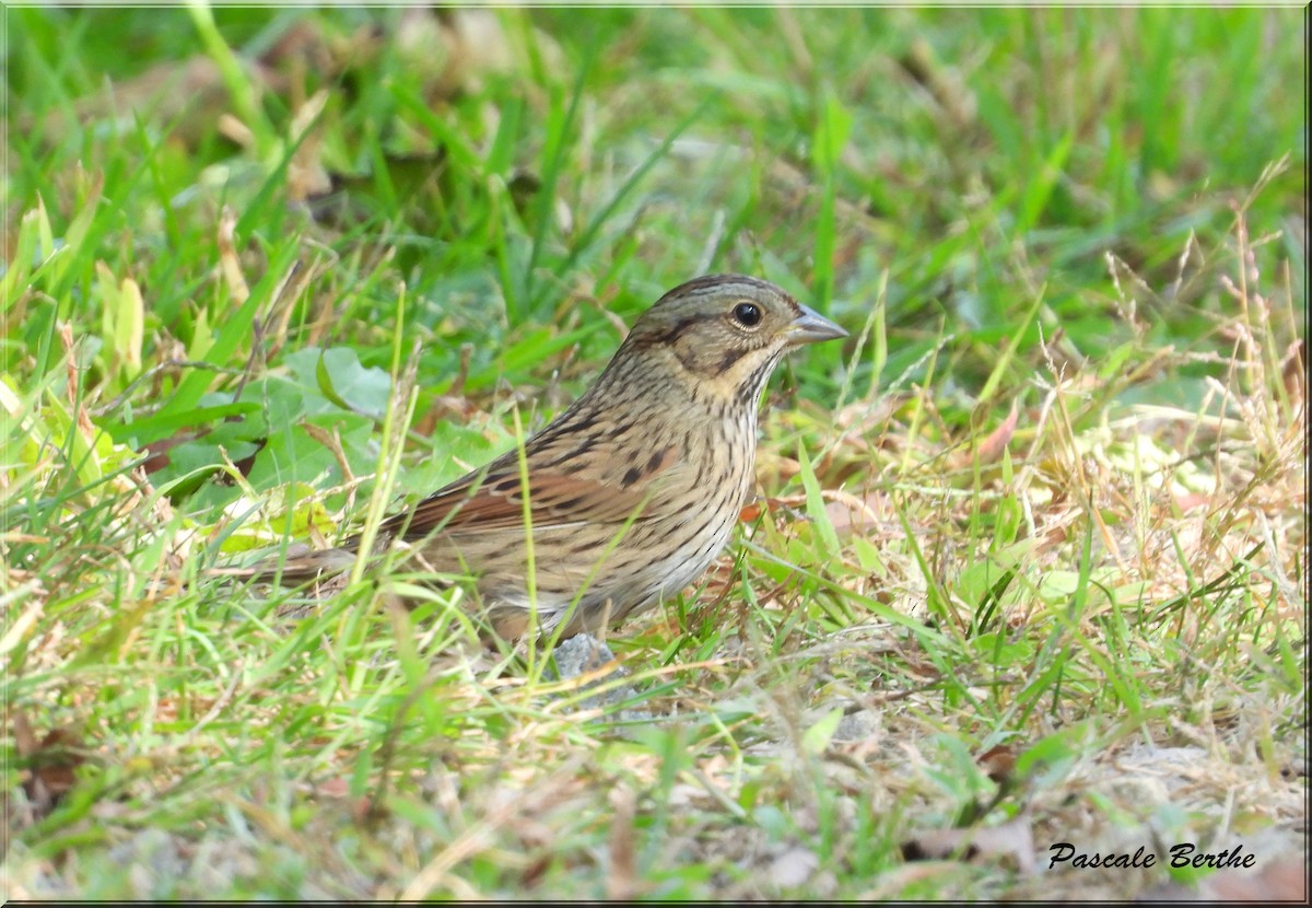 Lincoln's Sparrow - ML624097897