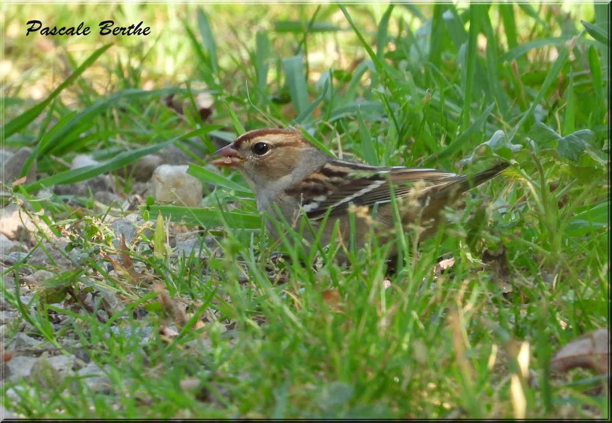 White-crowned Sparrow - ML624097905