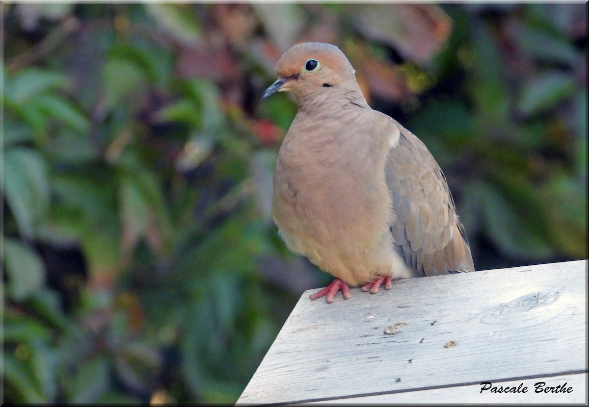 Mourning Dove - ML624097914