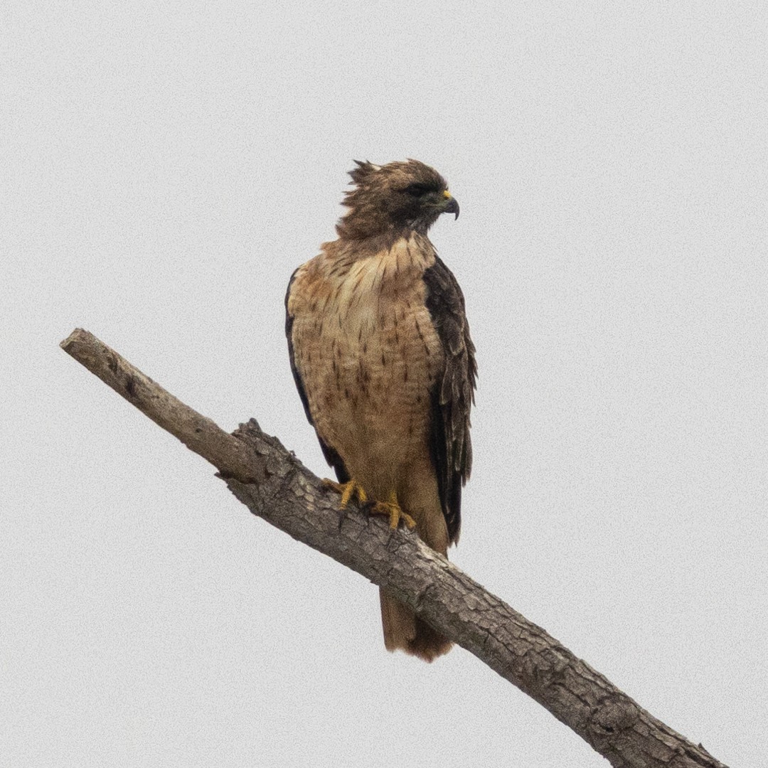 Red-tailed Hawk - ML624097955