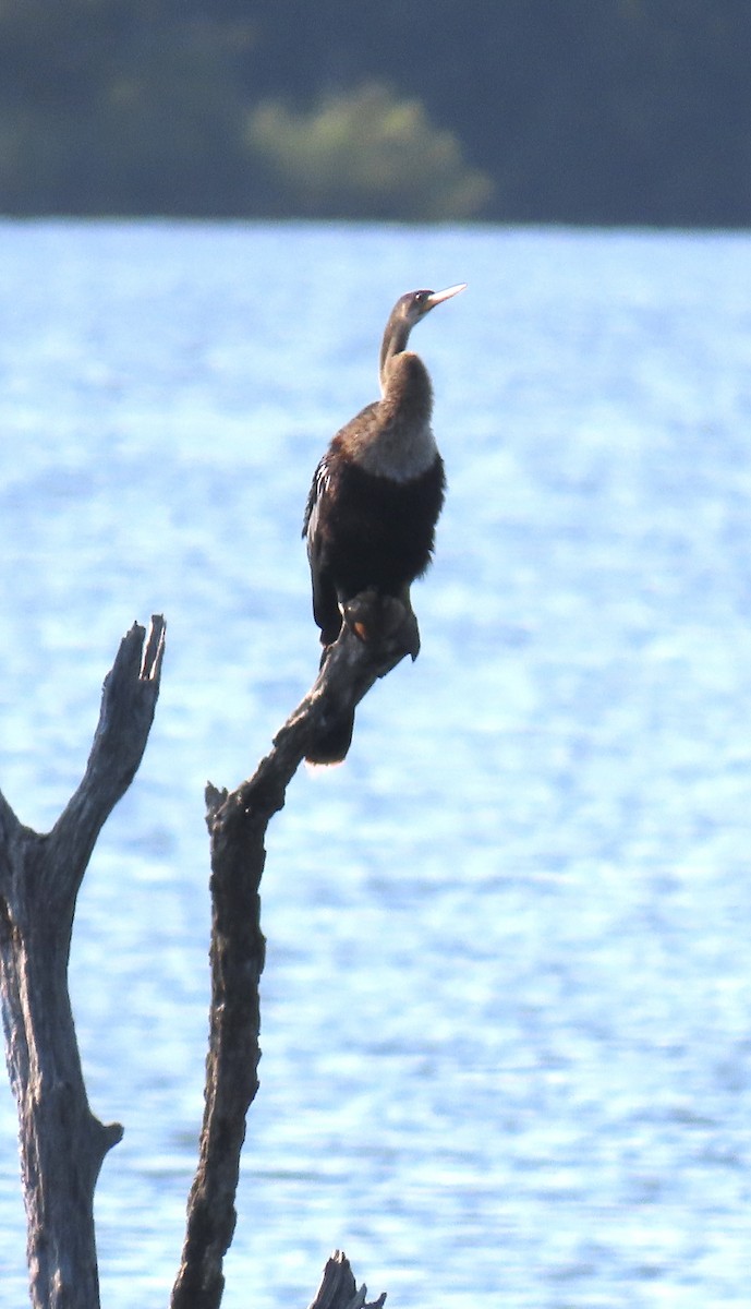 Anhinga - Tom & Anna Leith