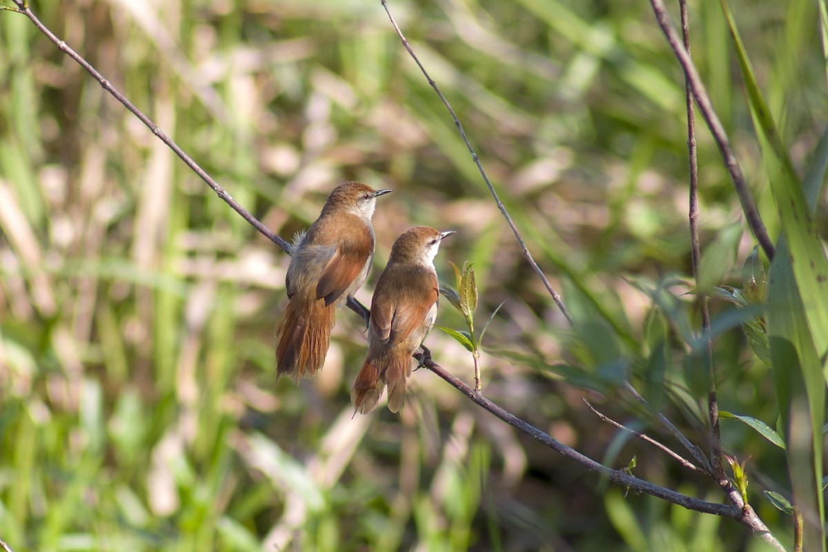 Yellow-chinned Spinetail - Mario Rovina