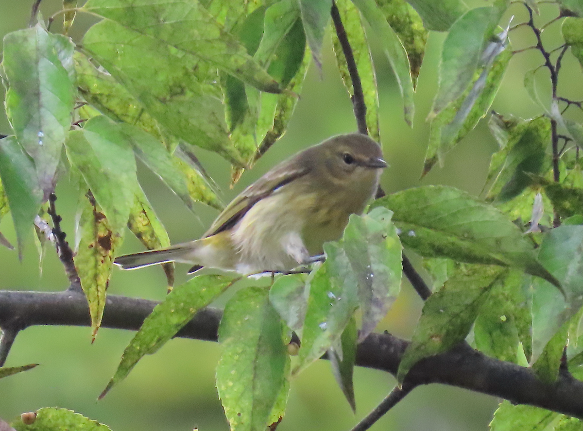 Cape May Warbler - ML624097967