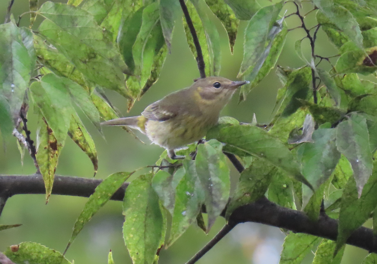 Cape May Warbler - ML624097968