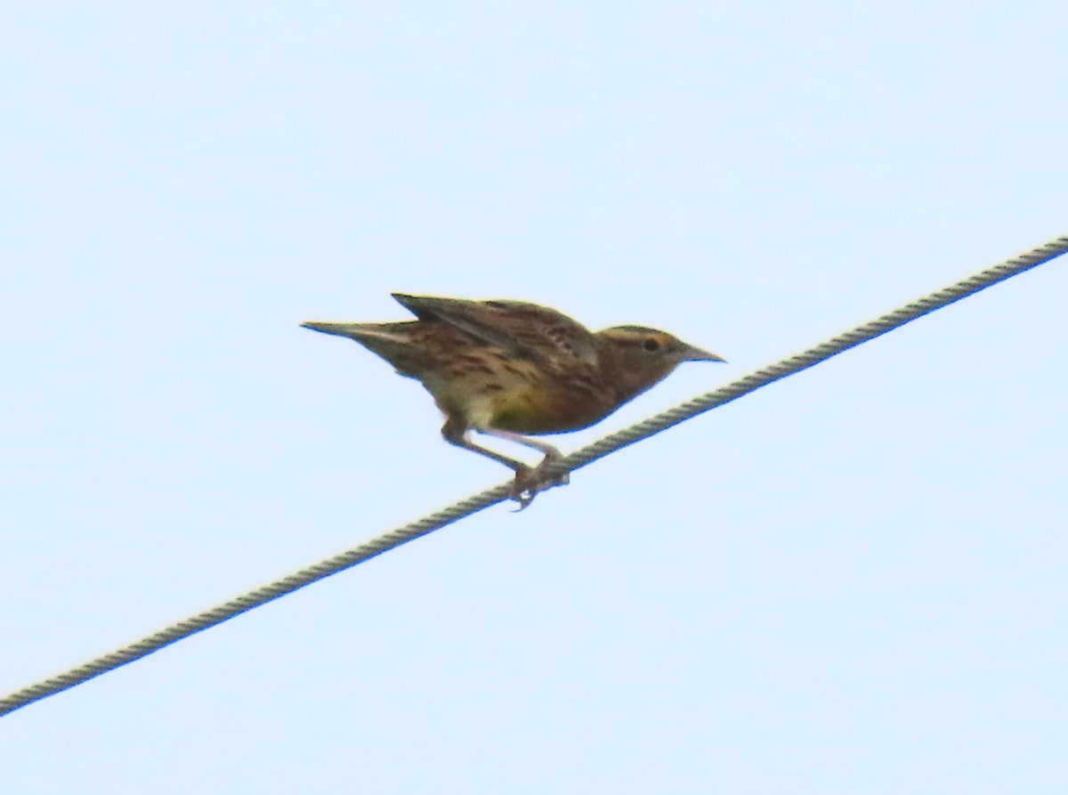 Eastern Meadowlark - ML624097973