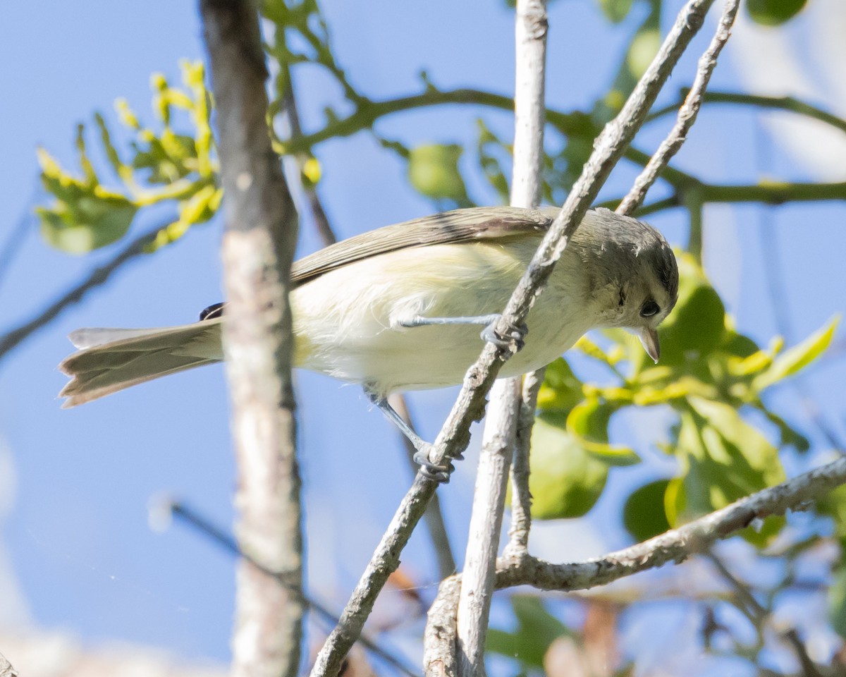 Warbling Vireo (Eastern) - ML624098016