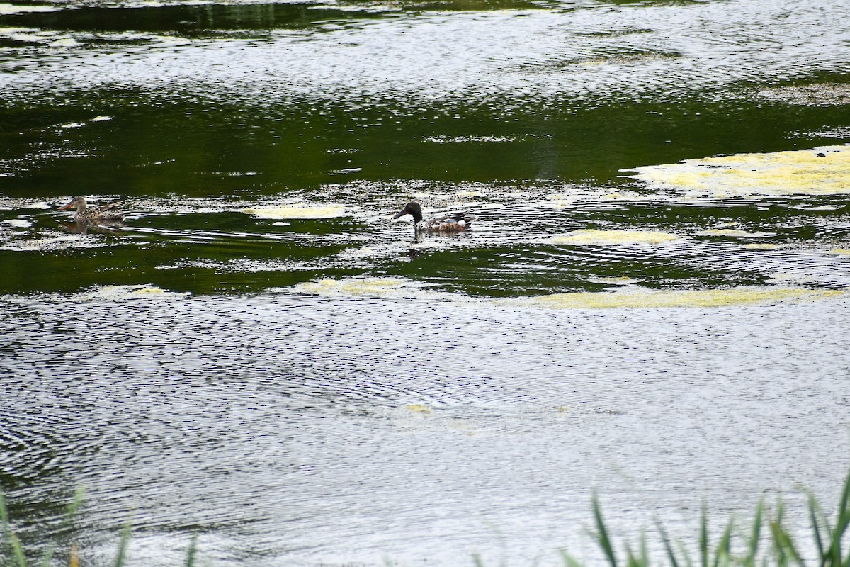 Northern Shoveler - ML624098029