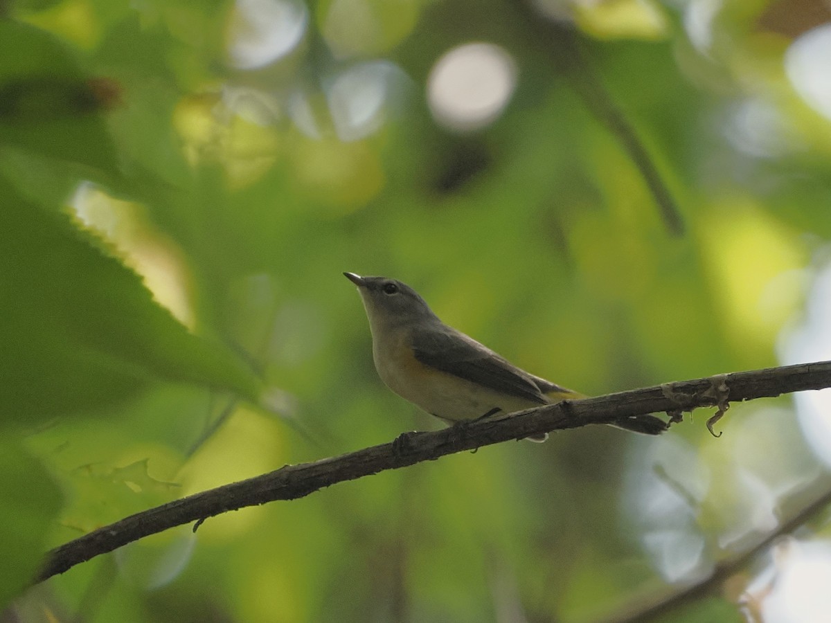 American Redstart - ML624098030