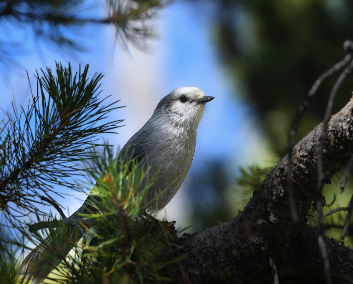 Canada Jay - ML624098038