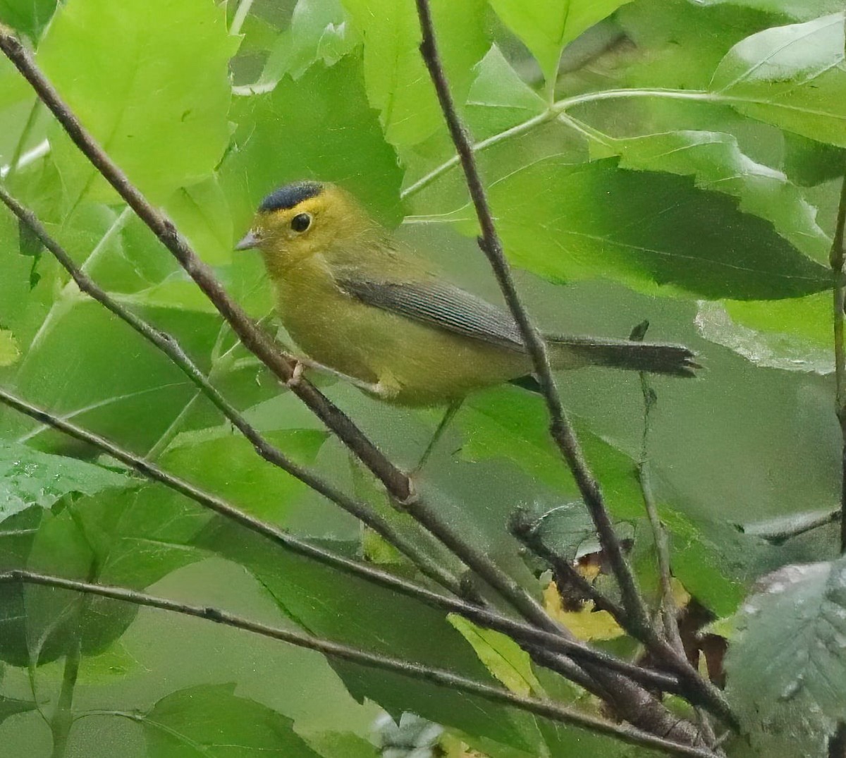 Wilson's Warbler - Jeff Johnson