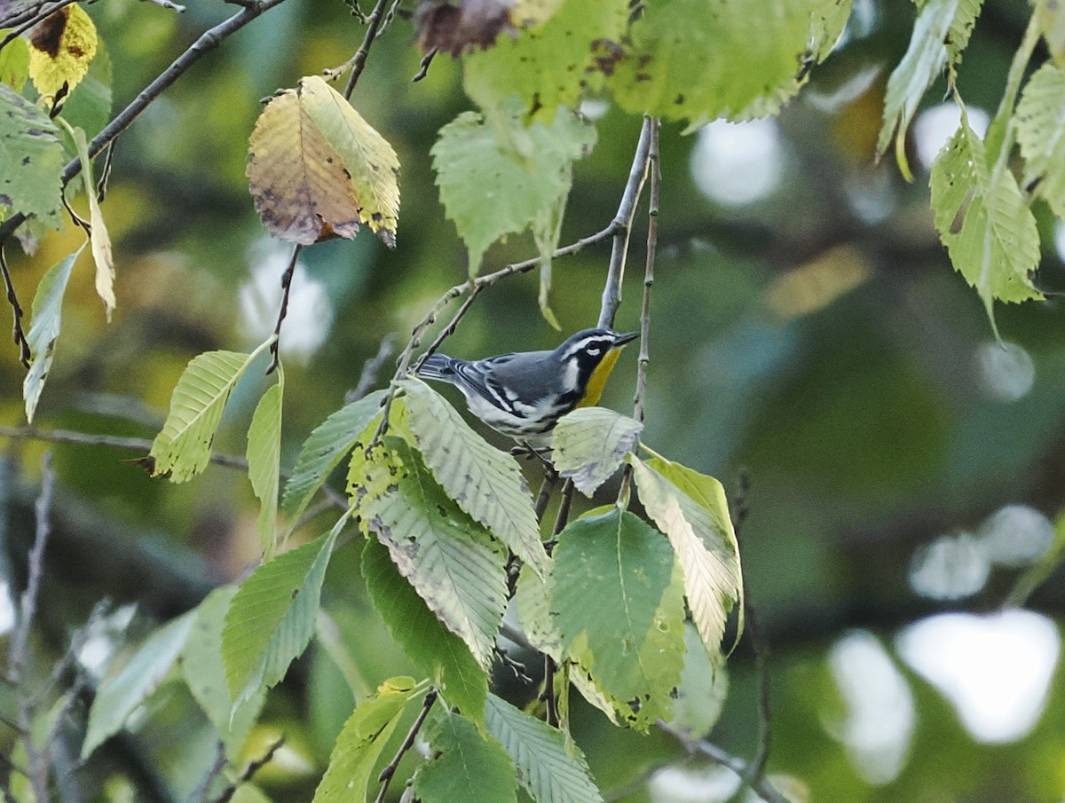 Yellow-throated Warbler - ML624098061