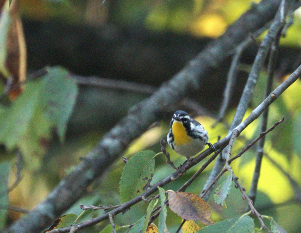 Yellow-throated Warbler - ML624098069