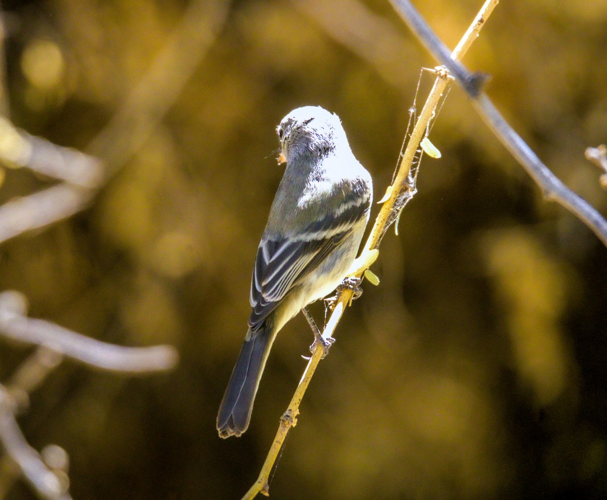 Gray Flycatcher - ML624098132