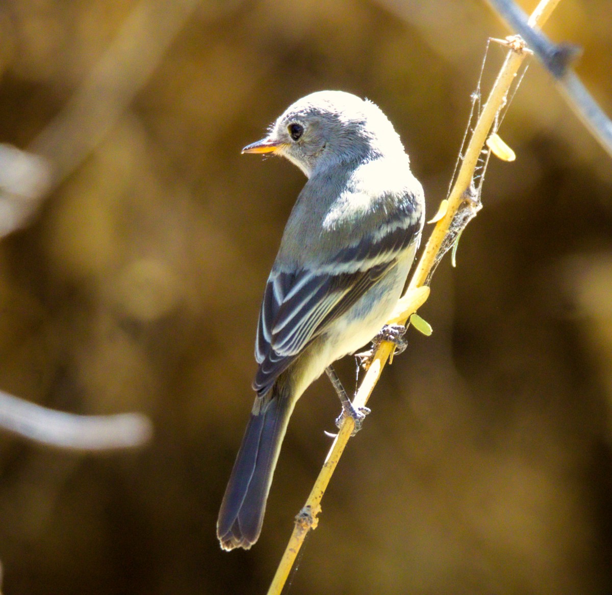 Gray Flycatcher - ML624098133