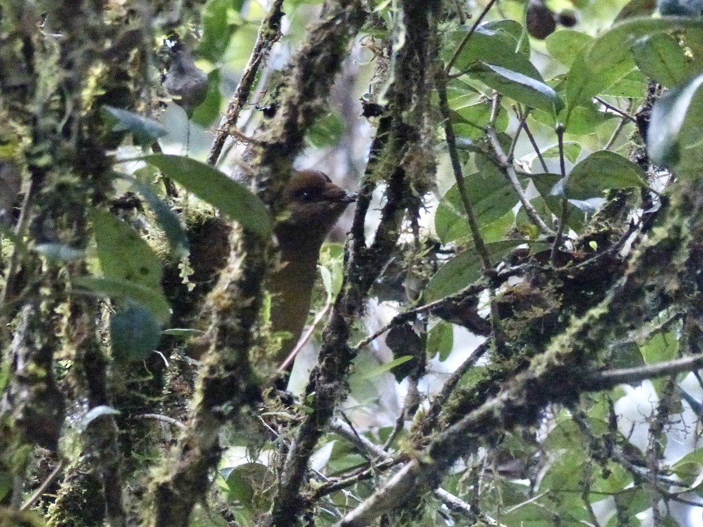 Cnémophile huppé (sanguineus) - ML624098141