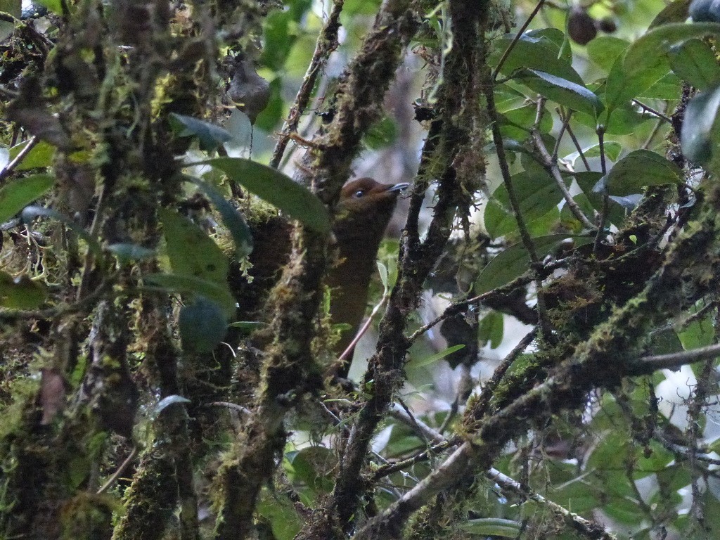 Crested Satinbird (Red) - Jenny Bowman