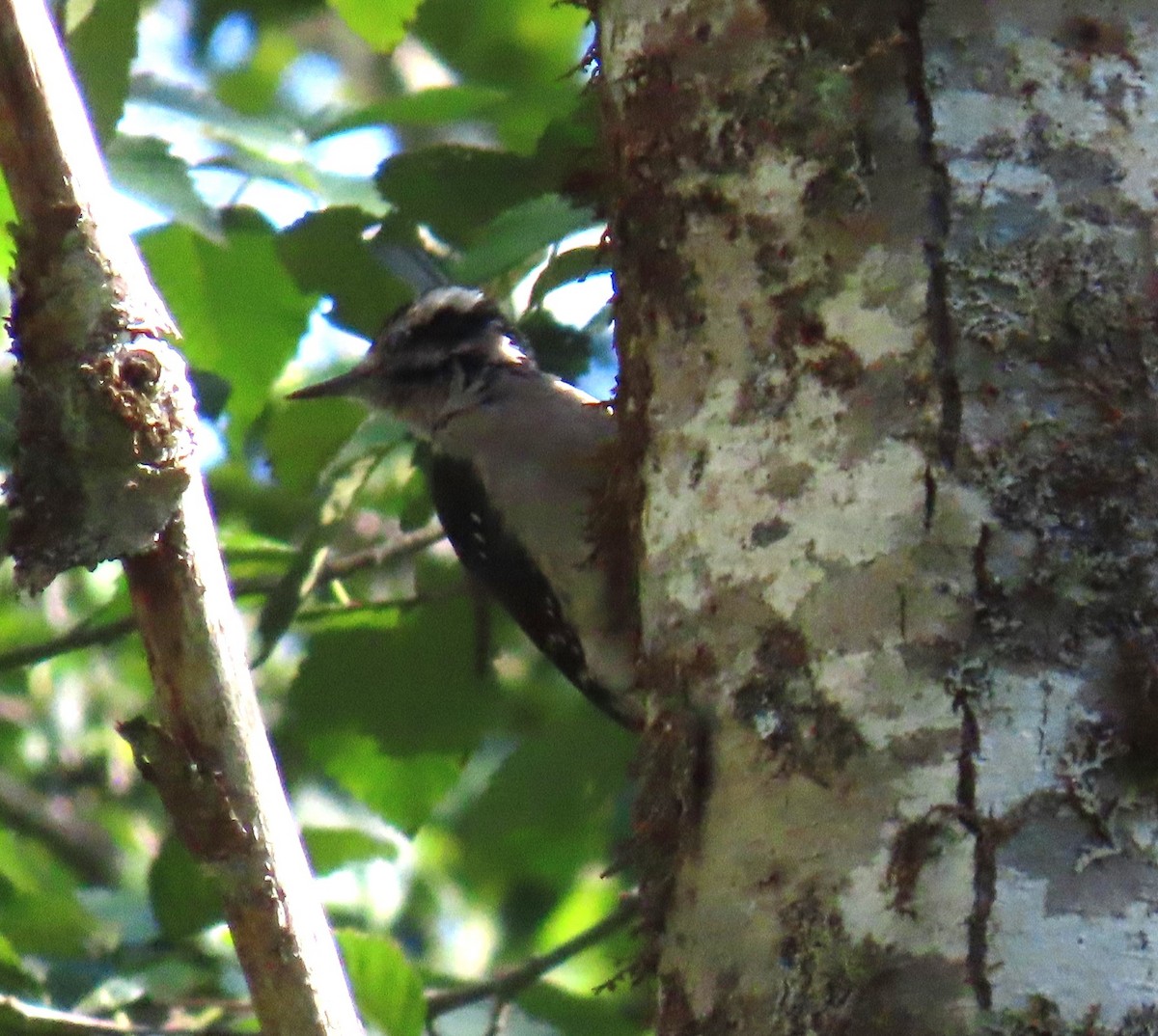 Hairy Woodpecker - ML624098182