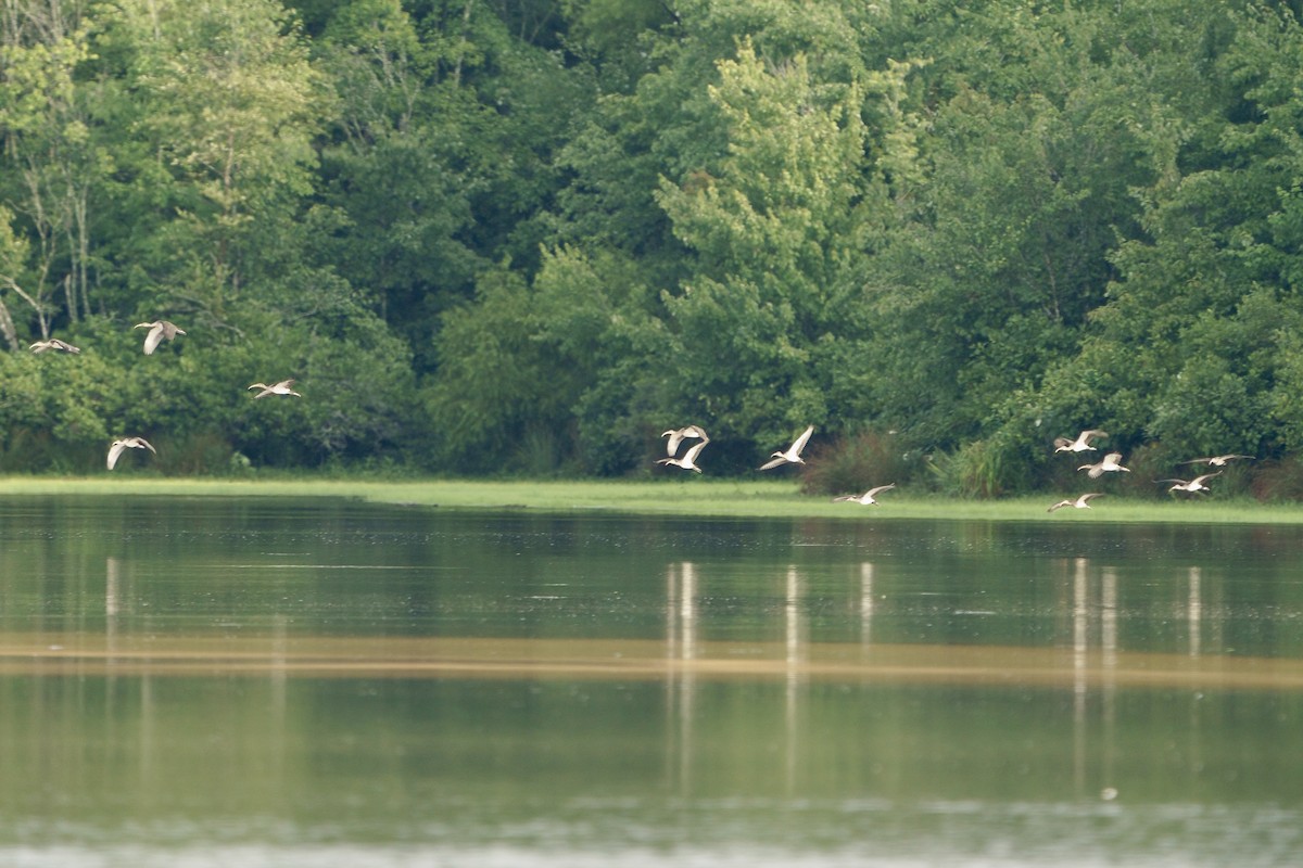 White Ibis - ML624098199