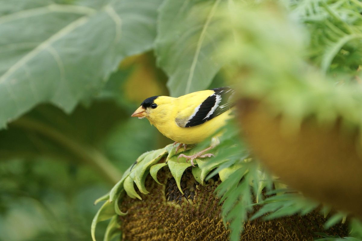 American Goldfinch - ML624098212