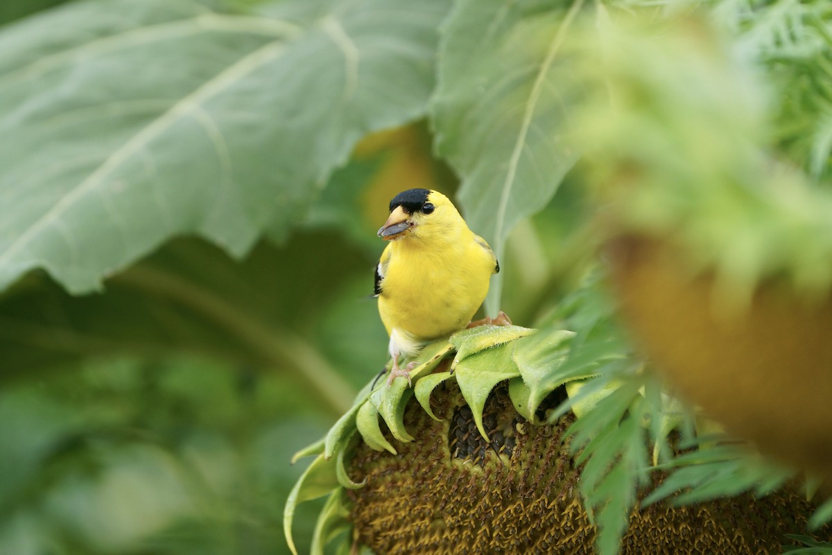 American Goldfinch - ML624098213