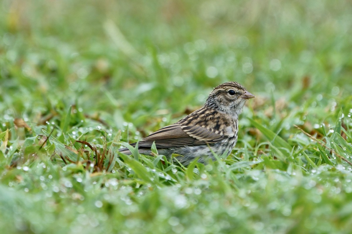 Chipping Sparrow - ML624098223