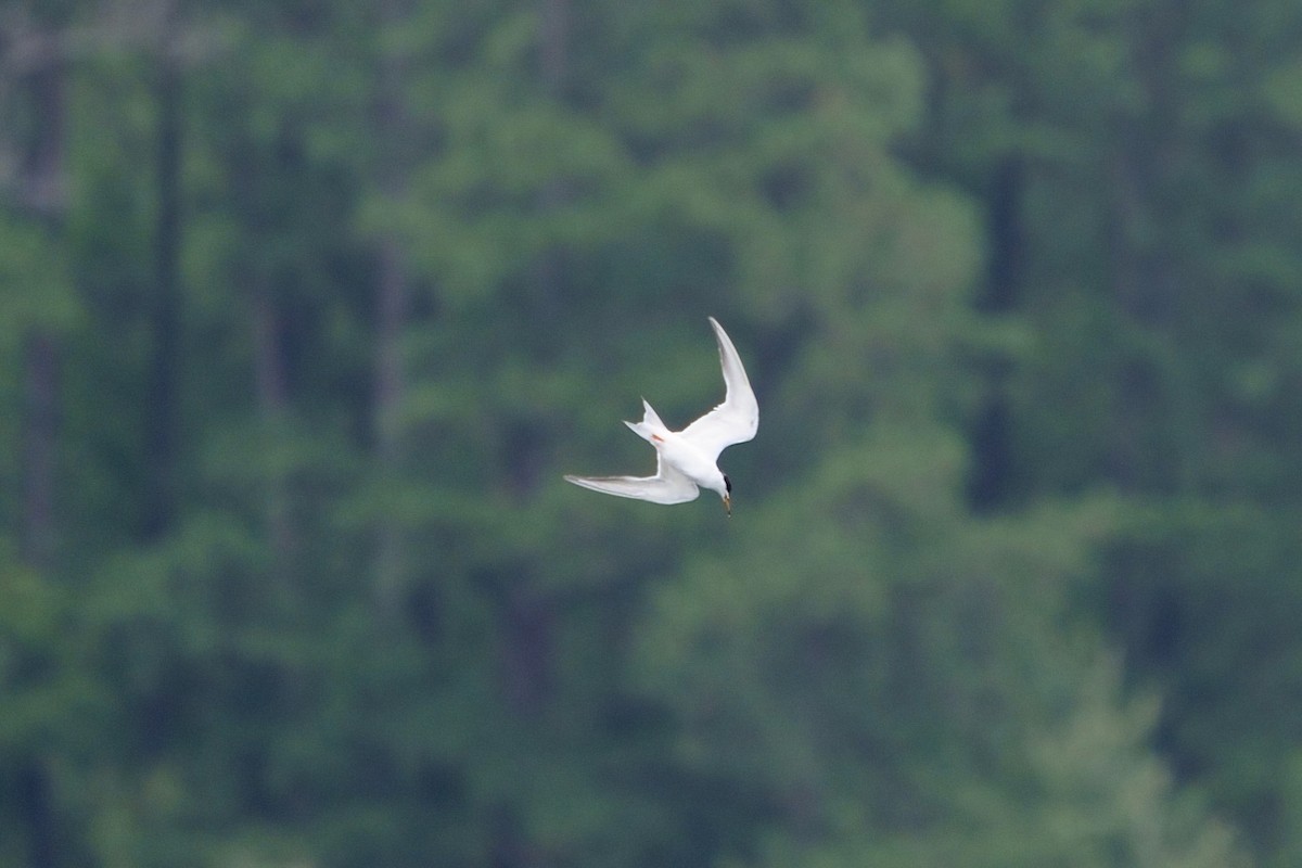 Forster's Tern - ML624098264