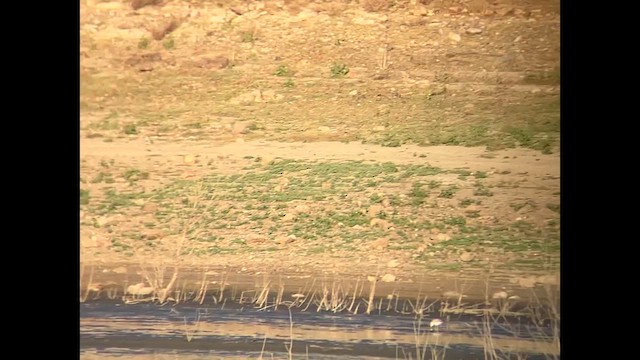 נחליאלי צהוב מזרחי - ML624098271
