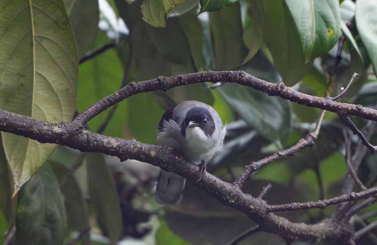 Black-headed Sibia - ML624098272