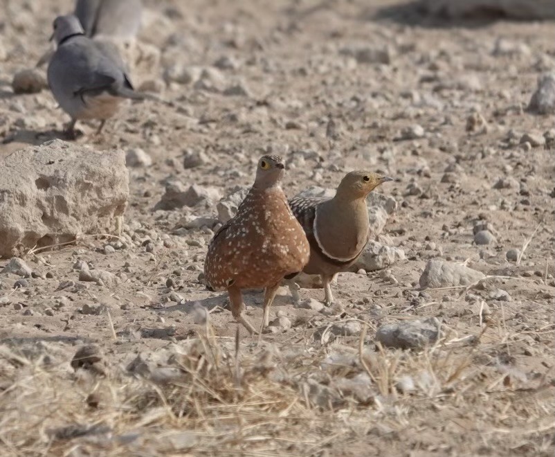 Burchell's Sandgrouse - ML624098315