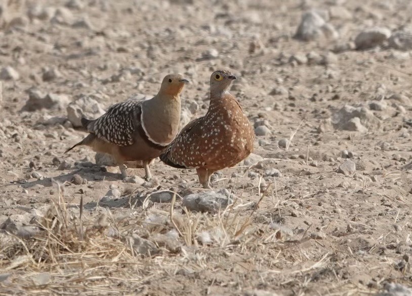 Burchell's Sandgrouse - ML624098316