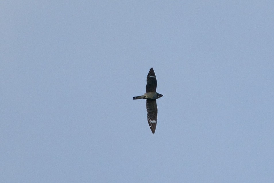 Common Nighthawk - ML624098322