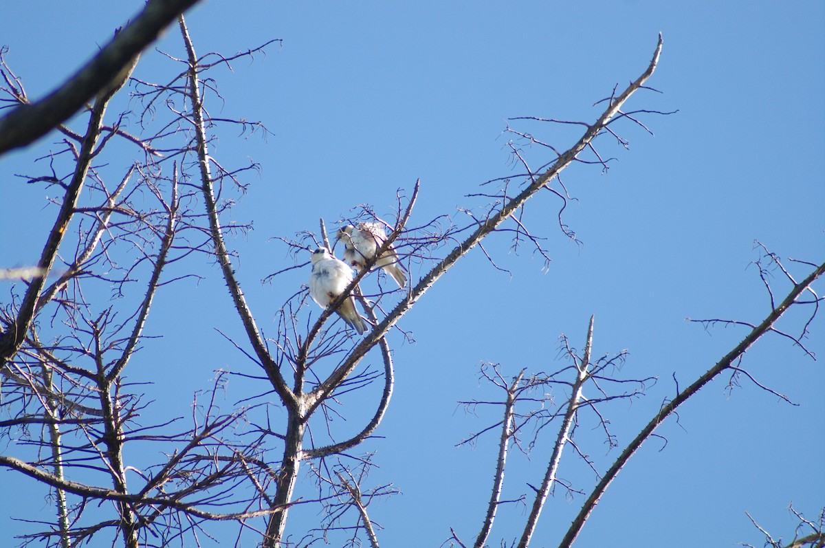 Pearl Kite - ML624098329