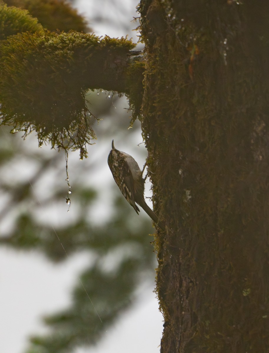 Hodgson's Treecreeper - ML624098402