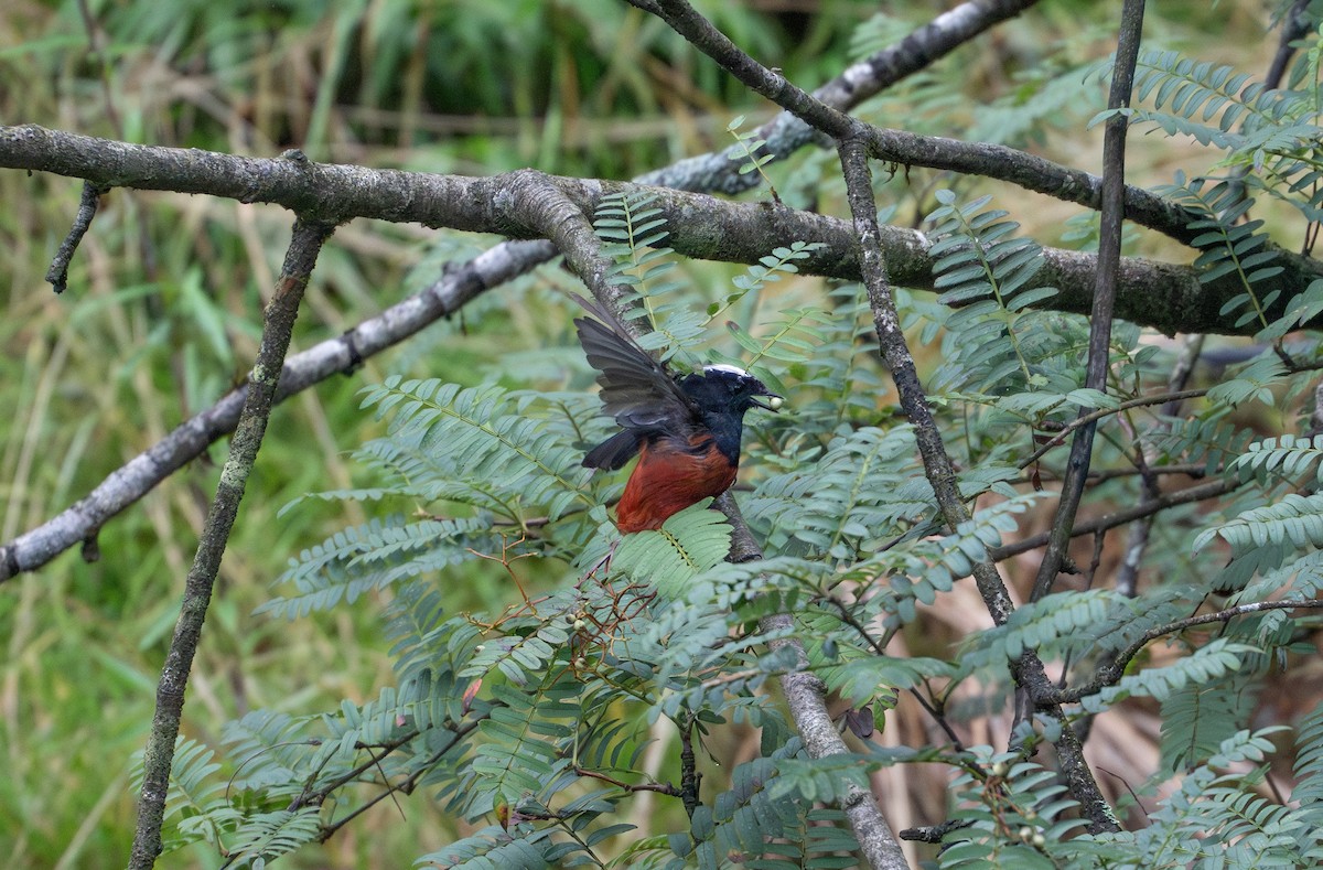 White-capped Redstart - ML624098408
